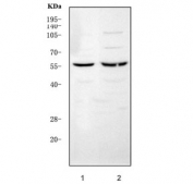 Western blot testing of 1) rat liver and 2) mouse liver tissue lysate with Leucine aminopeptidase 3 antibody. Predicted molecular weight ~56 kDa.