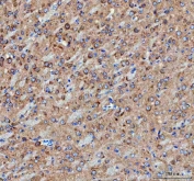 IHC staining of FFPE mouse brain tissue with IDUA antibody. HIER: boil tissue sections in pH8 EDTA for 20 min and allow to cool before testing.