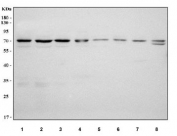 Western blot testing of 1) human HeLa, 2) human 293T, 3) human A549, 4) human U-87 MG, 5) rat brain, 6) rat kidney, 7) mouse brain and 8) mouse kidney tissue lysate with IDUA antibody. Predicted molecular weight ~73 kDa.