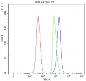 Flow cytometry testing of fixed and permeabilized human SH-SY5Y cells with IDUA antibody at 1ug/million cells (blocked with goat sera); Red=cells alone, Green=isotype control, Blue= IDUA antibody.