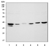 Western blot testing of 1) human HepG2, 2) human HeLa, 3) rat brain, 4) rat heart, 5) mouse brain and 6) mouse heart tissue lysate with IDH3A antibody. Predicted molecular weight ~40 kDa.