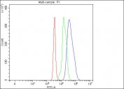 Flow cytometry testing of fixed and permeabilized human SH-SY5Y cells with Lumican antibody at 1ug/million cells (blocked with goat sera); Red=cells alone, Green=isotype control, Blue= Lumican antibody.