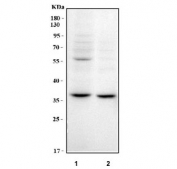 Western blot testing of human 1) 293T and 2) Jurkat cell lysate with WD repeat-containing protein 5 antibody. Predicted molecular weight ~36 kDa.