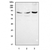 Western blot testing of human 1) U-87 MG, 2) HepG2 and 3) U-251 cell lysate with PLOD1 antibody. Predicted molecular weight ~83 kDa.