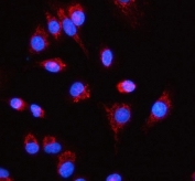 Immunofluorescent staining of FFPE human A549 cells with RPL18 antibody (red) and DAPI nuclear stain (blue). HIER: steam section in pH6 citrate buffer for 20 min.