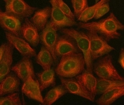 Immunofluorescent staining of FFPE human HeLa cells with ILF2 antibody (green) and Beta Tubulin mAb (red). HIER: steam section in pH6 citrate buffer for 20 min.