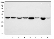 Western blot testing of 1) human K562, 2) human Jurkat, 3) human HeLa, 4) monkey COS-7, 5) rat brain, 6) rat C6, 7) mouse brain and 8) mouse NIH 3T3 cell lysate with ILF2 antibody. Predicted molecular weight ~43 kDa.