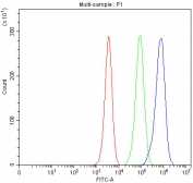 Flow cytometry testing of fixed and permeabilized human JK cells with MELK antibody at 1ug/million cells (blocked with goat sera); Red=cells alone, Green=isotype control, Blue= MELK antibody.