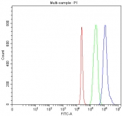 Flow cytometry testing of fixed and permeabilized human 293T cells with MTF1 antibody at 1ug/million cells (blocked with goat sera); Red=cells alone, Green=isotype control, Blue= MTF1 antibody.