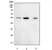Western blot testing of 1) human 293T, 2) rat C6 and 3) mouse Neuro-2a cell lysate with NEUROD2 antibody. Predicted molecular weight ~41 kDa, commonly observed at ~48 kDa.