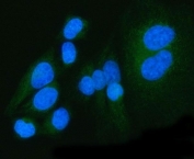 Immunofluorescent staining of FFPE human HeLa cells with Pyruvate dehydrogenase kinase 4 antibody (green) and DAPI nuclear stain (blue). HIER: steam section in pH6 citrate buffer for 20 min.