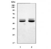 Western blot testing of 1) rat heart and 2) mouse heart tissue lysate with Pyruvate dehydrogenase kinase 4 antibody. Predicted molecular weight ~46 kDa.