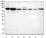 Western blot testing of 1) human COLO-320, 2) human HepG2, 3) rat NRK, 4) rat PC-12, 5) rat C6, 6) mouse HEPA1-6 and 7) mouse MFC cell lysate with Mitofilin antibody. Predicted molecular weight ~84 kDa.