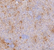IHC staining of FFPE mouse kidney tissue with IAH1 antibody. HIER: boil tissue sections in pH8 EDTA for 20 min and allow to cool before testing.