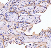 IHC staining of FFPE human placental tissue with MOGAT2 antibody. HIER: boil tissue sections in pH8 EDTA for 20 min and allow to cool before testing.