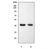 Western blot testing of 1) rat brain and 2) mouse brain tissue lysate with MPPE1 antibody. Predicted molecular weight ~45 kDa.