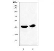 Western blot testing of human 1) MCF7 and 2) HaCaT cell lysate with LRRC73 antibody. Predicted molecular weight ~33 kDa.