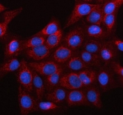 Immunofluorescent staining of FFPE human U-2 OS cells with LRRC73 antibody (red) and DAPI nuclear stain (blue). HIER: steam section in pH6 citrate buffer for 20 min.
