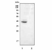 Western blot testing of human 1) ThP-1 and 2) HeLa cell lysate with LAIR1 antibody. Predicted molecular weight ~31 kDa but may be observed at higher molecular weights due to glycosylation.