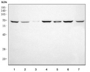 Western blot testing of human 1) HEL, 2) 293T, 3) PC-3, 4) SH-SY5Y, 5) HepG2, 6) K562 and 7) HeLa cell lysate with LRRC47 antibody. Predicted molecular weight ~63 kDa.