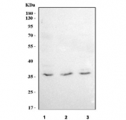 Western blot testing of human 1) HEL, 2) Jurkat and 3) U-251 cell lysate with LRRC75A antibody. Predicted molecular weight ~38 kDa.