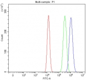 Flow cytometry testing of fixed and permeabilized human HEL cells with LRRC75A antibody at 1ug/million cells (blocked with goat sera); Red=cells alone, Green=isotype control, Blue= LRRC75A antibody.