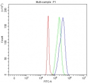 Flow cytometry testing of fixed and permeabilized human SH-SY5Y cells with PXYLP1 antibody at 1ug/million cells (blocked with goat sera); Red=cells alone, Green=isotype control, Blue= PXYLP1 antibody.