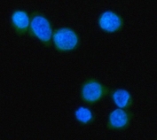 Immunofluorescent staining of FFPE human Jurkat cells with MZB1 antibody (green) and DAPI nuclear stain (blue). HIER: steam section in pH6 citrate buffer for 20 min.