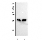Western blot testing of human 1) Raji and 2) Jurkat cell lysate with MZB1 antibody. Predicted molecular weight ~21 kDa with multiple smaller isoforms.
