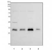 Western blot testing of 1) human Jurkat, 2) human PC-3, 3) human 293T and 4) monkey COS-7 cell lysate with ING5 antibody. Predicted molecular weight ~28 kDa.