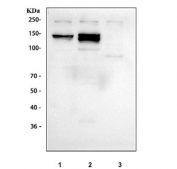 Western blot testing of human 1) Raji, 2) ThP-1 and 3) K562 cell lysate with INPP5D antibody. Predicted molecular weight ~133 kDa, commonly observed at ~145 kDa.