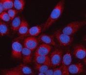 Immunofluorescent staining of FFPE human U-2 OS cells with LRRC59 antibody (red) and DAPI nuclear stain (blue). HIER: steam section in pH6 citrate buffer for 20 min.