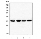 Western blot testing of 1) rat liver, 2) rat RH35, 3) mouse liver and 4) mouse NIH 3T3 cell lysate with LRRC59 antibody. Predicted molecular weight ~35 kDa.