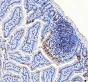 IHC staining of FFPE mouse colon tissue with LRRC59 antibody. HIER: boil tissue sections in pH8 EDTA for 20 min and allow to cool before testing.
