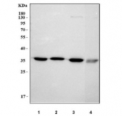 Western blot testing of 1) human HeLa, 2) human MCF7, 3) rat brain and 4) mouse brain tissue lysate with OTUB1 antibody. Predicted molecular weight ~31 kDa and ~35 kDa (two isoforms).