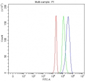 Flow cytometry testing of fixed and permeabilized human HepG2 cells with IMP4 antibody at 1ug/million cells (blocked with goat sera); Red=cells alone, Green=isotype control, Blue= IMP4 antibody.