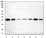 Western blot testing of 1) human HepG2, 2) human MCF7, 3) rat PC-12, 4) mouse thymus, 5) mouse RAW264.7, 6) mouse EL-4 and 7) mouse ANA-1 cell lysate with IMP4 antibody. Predicted molecular weight ~34 kDa.