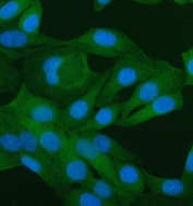 Immunofluorescent staining of FFPE human HeLa cells with PAWR antibody (green) and DAPI nuclear stain (blue). HIER: steam section in pH6 citrate buffer for 20 min.