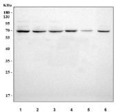 Western blot testing of 1) human 293T, 2) human Jurkat, 3) human Raji, 4) monkey COS-7, 5) rat thymus and 6) mouse thymus tissue lysate with CMG-1 antibody. Predicted molecular weight ~69 kDa.