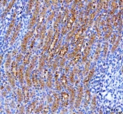IHC staining of FFPE mouse kidney tissue with RAB3IP antibody. HIER: boil tissue sections in pH8 EDTA for 20 min and allow to cool before testing.