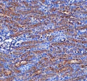 IHC staining of FFPE rat kidney tissue with RAB3IP antibody. HIER: boil tissue sections in pH8 EDTA for 20 min and allow to cool before testing.