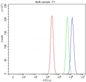Flow cytometry testing of fixed and permeabilized human MCF7 cells with RAB3IP antibody at 1ug/million cells (blocked with goat sera); Red=cells alone, Green=isotype control, Blue= RAB3IP antibody.