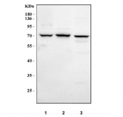 Western blot testing of 1) human SiHa, 2) human RT4 and 3) rat liver tissue lysate with MCCC1 antibody. Predicted molecular weight ~80 kDa.