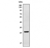 Western blot testing of human Caco-2 cell lysate with IDI2 antibody. Predicted molecular weight ~27 kDa.