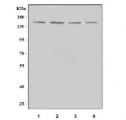 Western blot testing of 1) human HEL, 2) human K562, 3) rat testis and 4) mouse NIH 3T3 cell lysate with IMPG2 antibody. Predicted molecular weight ~139 kDa but may be observed at higher molecular weights due to glycosylation.