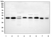 Western blot testing of 1) human 293T, 2) human HepG2, 3) rat thymus, 4) rat PC-12, 5) mouse thymus, 6) mouse RAW264.7, 7) mouse EL-4 and 8) mouse ANA-1 cell lysate with ING2 antibody. Predicted molecular weight ~33 kDa and ~28 kDa (two isoforms).