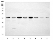 Western blot testing of 1) human HeLa, 2) human Jurkat, 3) human A431, 4) human MCF7, 5) monkey COS7, 6) human SK-N-SH, 7) human SH-SY5Y and 8) human K562 cell lysate with LDAH antibody. Predicted molecular weight ~37 kDa.