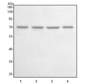 Western blot testing of human 1) Raji, 2) A549, 3) HeLa, and 4) 293T cell lysate with PATZ1 antibody. Predicted molecular weight ~74 kDa.