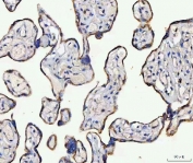 IHC staining of FFPE human placental tissue with MCCC2 antibody. HIER: boil tissue sections in pH8 EDTA for 20 min and allow to cool before testing.