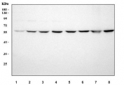 Western blot testing of 1) human HeLa, 2) human HepG2, 3) human RT4, 4) human MCF7, 5) rat liver, 6) rat kidney, 7) mouse liver and 8) mouse kidney tissue lysate with MCCC2 antibody. Predicted molecular weight ~61 kDa.